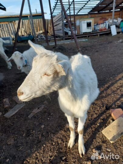 Зааненская дойная коза