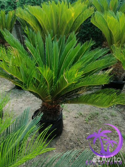 Пальма Цикас