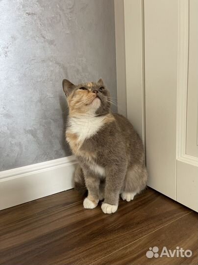 Трехцветная кошка на удачу