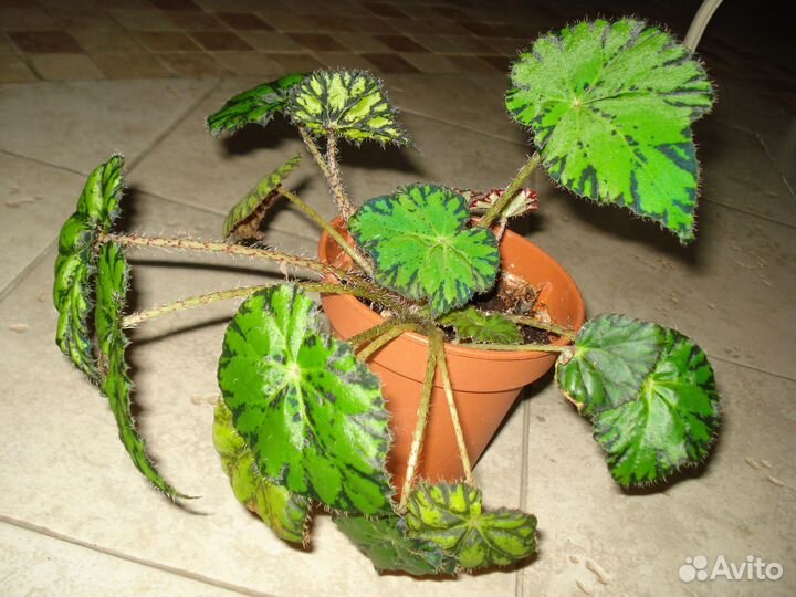 Бегония тигровая