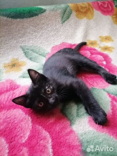 Кошка в дар