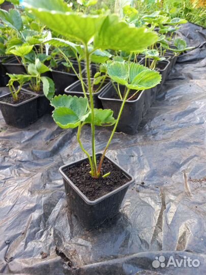 Рассада клубники азия