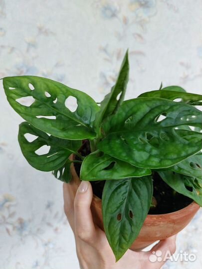 Монстера Адансони