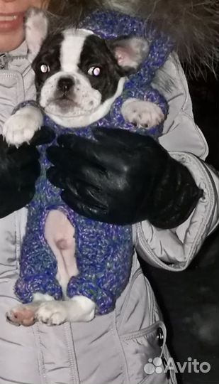 Комбинезон на собачку