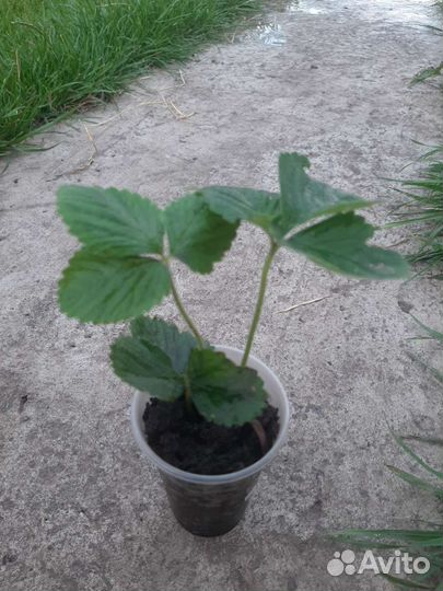 Рассада клубники