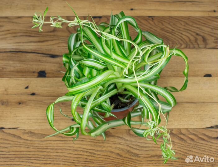 Хлорофитум Грин Оранж, Бонни и прочие