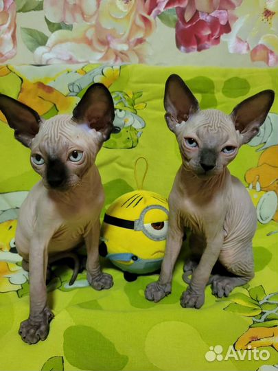 Канадский сфинкс котенок