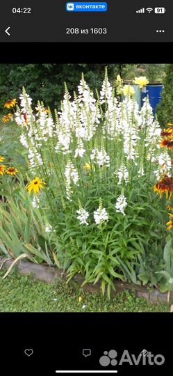 Многолетние цветы для сада(много разных)