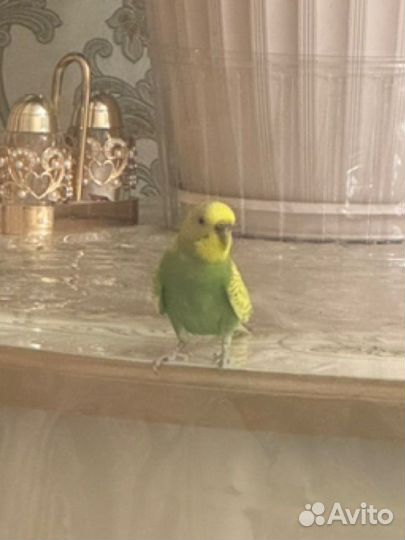 Волнистый попугай