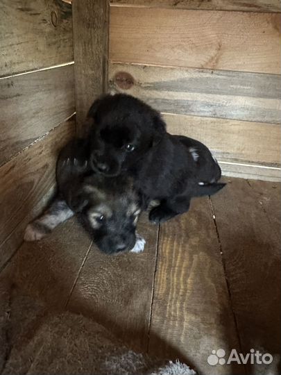 Собака в добрые руки отдам бесплатно