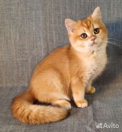 Котята окраса золотая шиншилла и не только