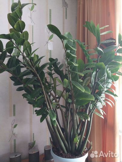 Долоровое дерево