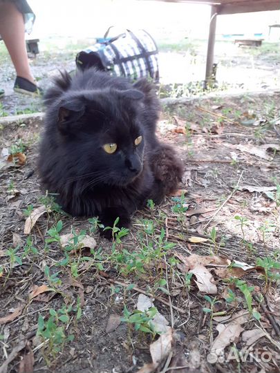 Котята породистые бесплатно