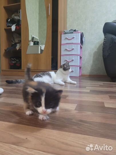 Кошки в добрые руки бесплатно