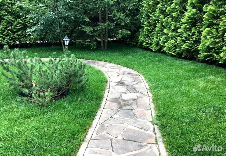 Рулонный газон, посевной газон