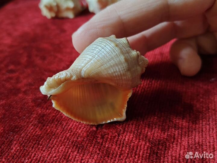 Сувенир морской Ракушка 5см