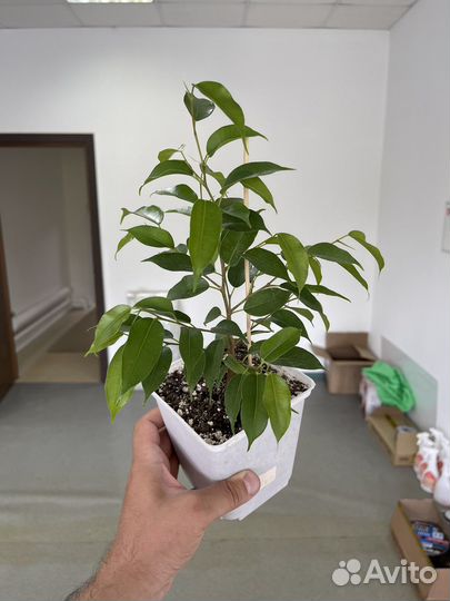 Продам фикус бенджамина Наташа и Кинки