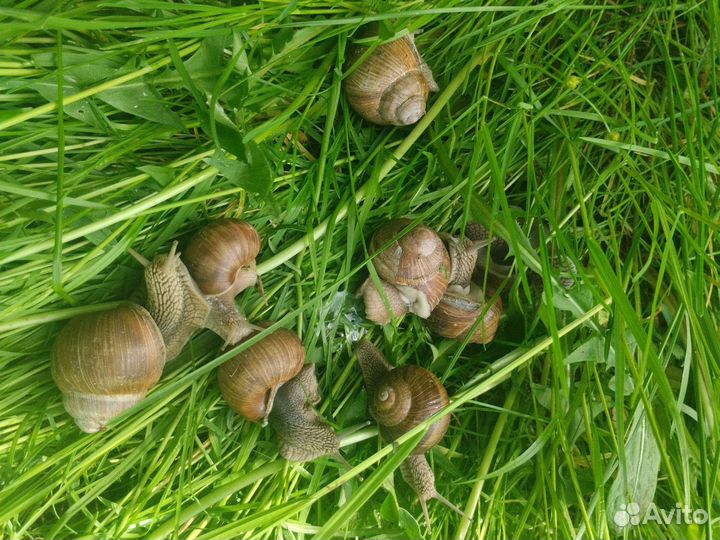 Улитки виноградные