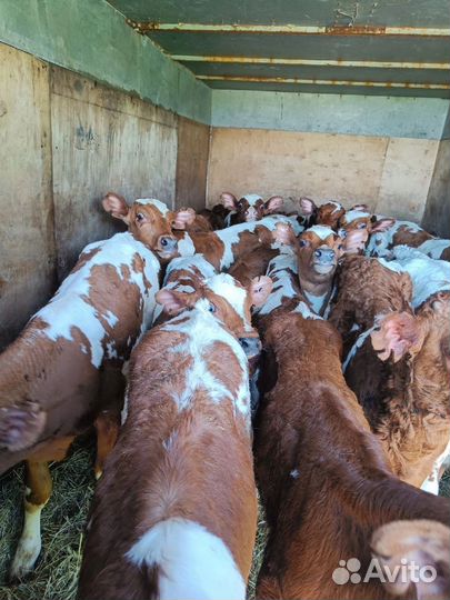 Бычки до 4х месяцев