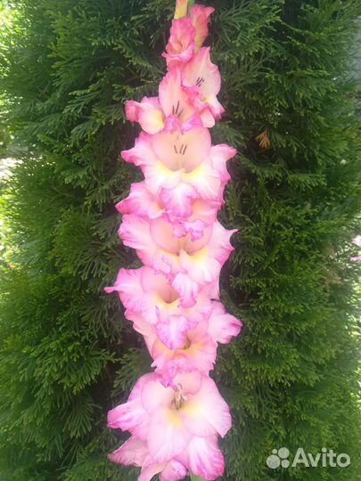 Детка гладиолуса