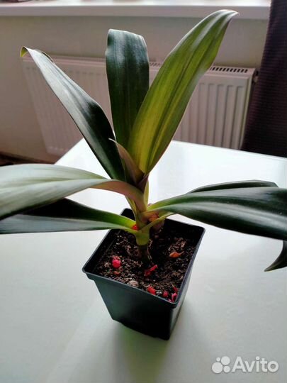 Рэо пестрый