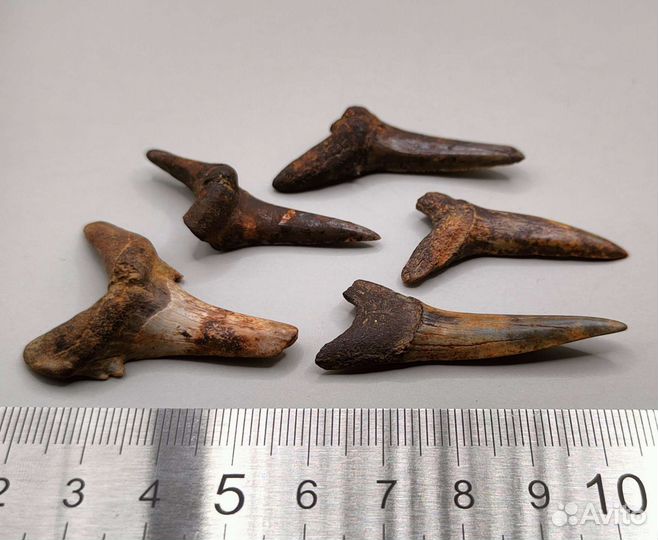 Зубы древних акул (5 шт), Россия / Окаменелости