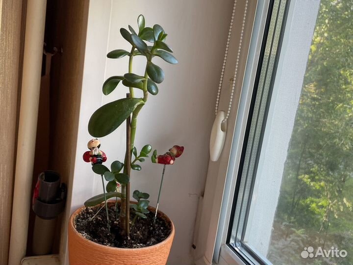 Денежное дерево толстянка