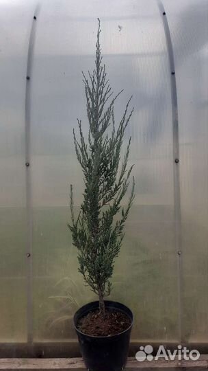 Можжевельник скальный Blue Arrow