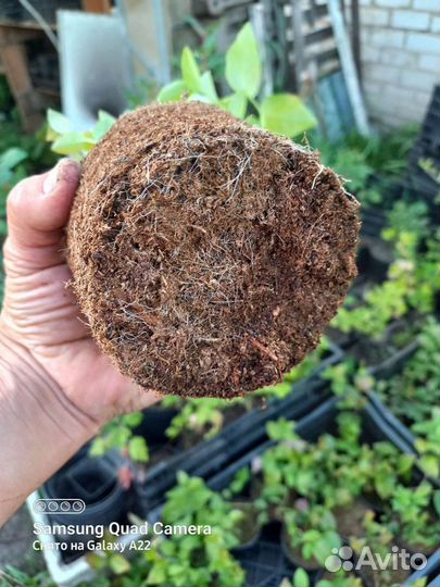 Саженцы Голубики окс и зкс