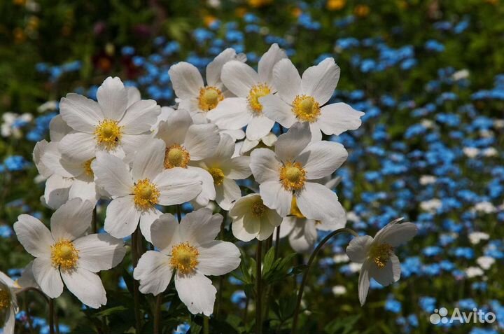 Многолетние цветы для сада