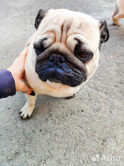 Мопс вязка мальчик