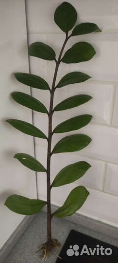 Замиокулькас