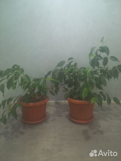 Фикус бенджамина