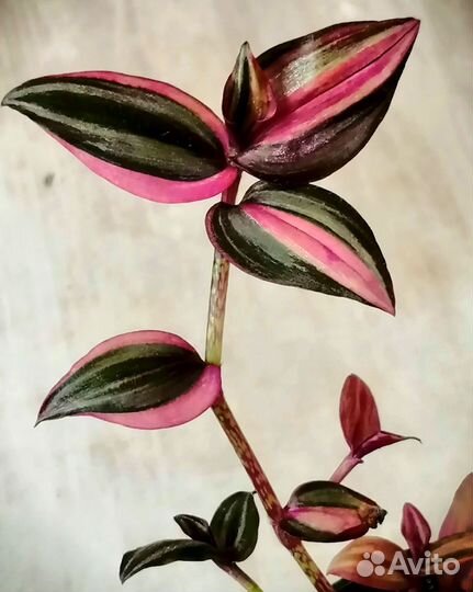 Традесканция зебрина Danny Lee