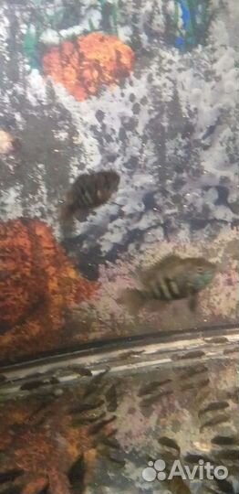 Сомики анцитрусы