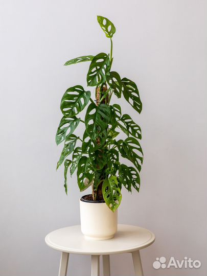 Монстера манки