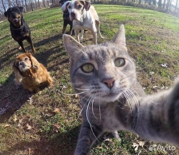 Зоотакси перевозка животных