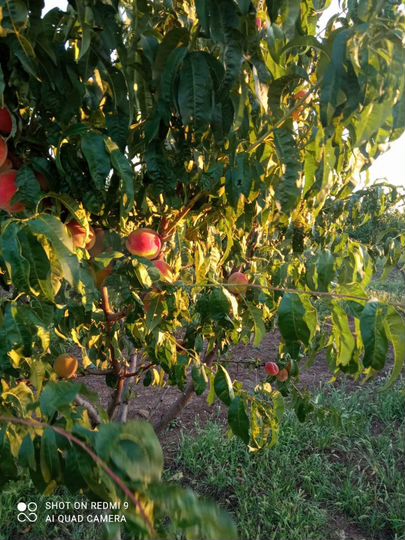 Участок 6,26 га (СНТ, ДНП)