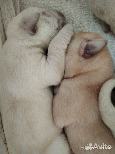 Щенки лабрадора