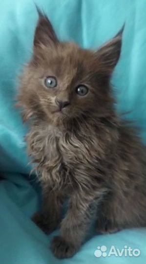 Продажа котят