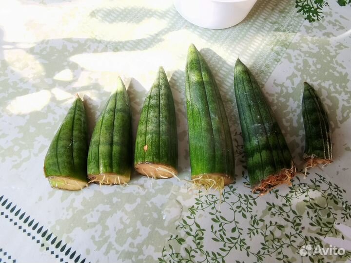 Сансевиерия Инти листики