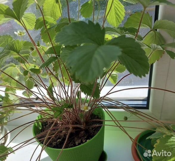 Земляника садовая ремонтантная