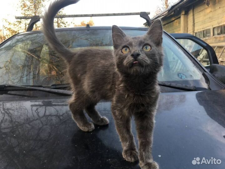 Котик суперласковый 3 мес