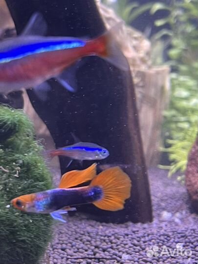 Аквариумные рыбки гуппи