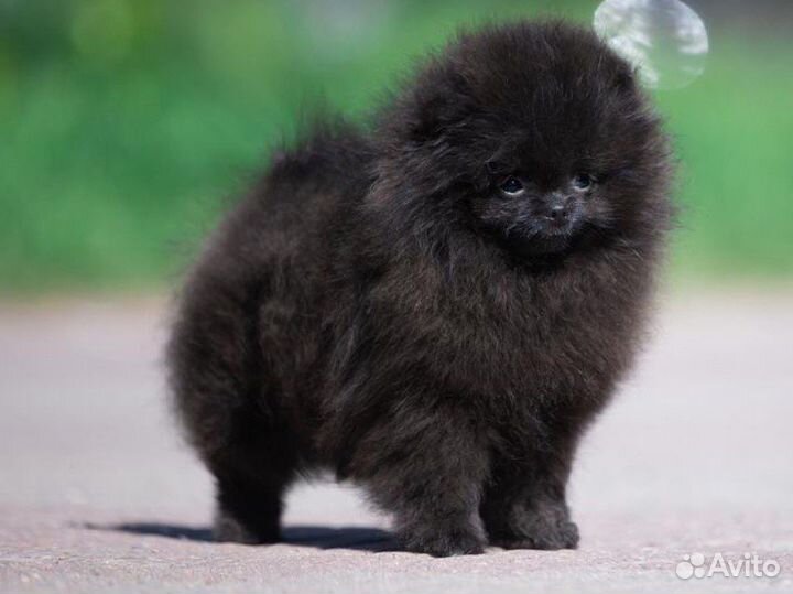 Шпиц кобели на вязку