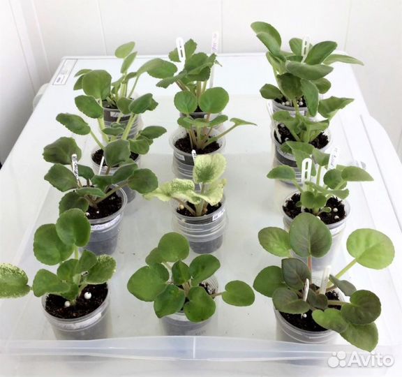 Детки сортовых фиалок набор 12 штук