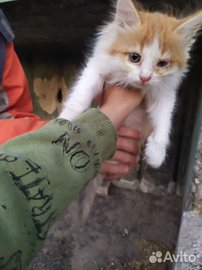 Кошка