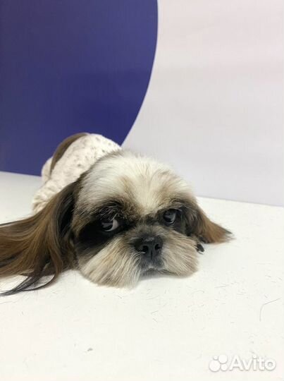 Стрижка животных