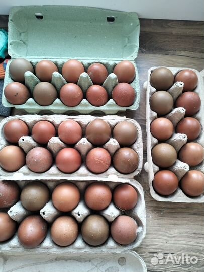 Яйца для инкубации маран черномедный