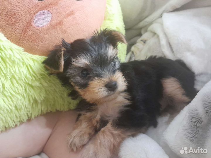 Йоркширский терьер мини